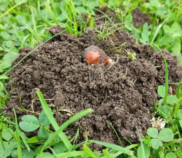 Das Bild zeigt einen frischen, bräunlicher Erdhügel, der von grünen Grashalmen und Klee umgeben ist. Die feuchte Erde ist locker aufgeworfen, auf der Spitze des Maulwurfshügels ist eine braune Blumenzwiebel zu sehen