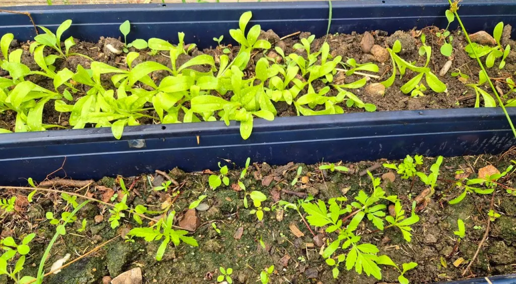Zwei längliche blaue Blumenkästen stehen parallel zueinander und sind mit Erde gefüllt. Im oberen Gefäß wachsen dichte, hellgrüne Keimlinge mit schmalen Blättern. Im unteren Gefäß sind die Keimlinge weniger zahlreich und unregelmäßig verteilt, dazwischen liegen kleine Steine und vereinzelte Pflanzenreste auf der Erde.
