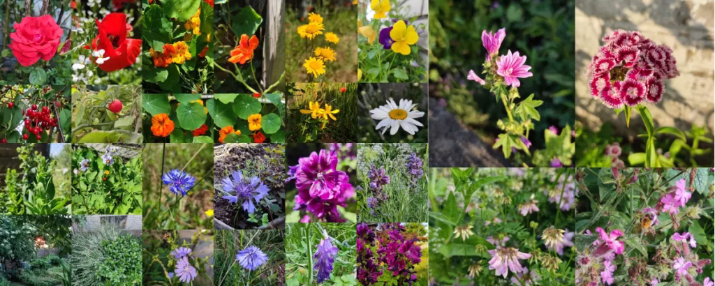 Eine bunte Blumenkollage mit den Primärfarben rot, orange, gelb, grün, blau, violett (lila), weiß und rosa.