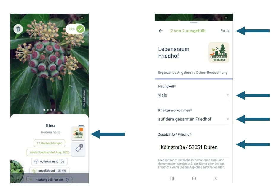 Im linken Bereich ist eine Nahaufnahme eines grünen Blattes mit einer kugelförmigen Blütenstruktur zu sehen. Darunter steht die Pflanzenbezeichnung "Efeu" und ein Symbol mit einem stilisierten Blatt. Rechts ist eine Smartphone-Benutzeroberfläche abgebildet, die mehrere Felder mit Pfeilen markiert. Die Felder enthalten Angaben wie Lebensraum, Pflanzenvorkommen und eine Adresse. Die Darstellung ist klar und kontrastreich.