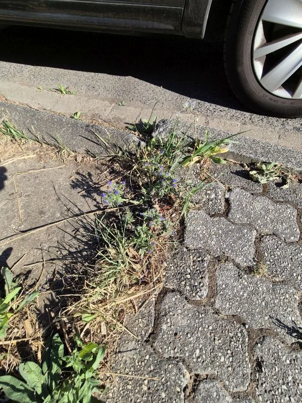 Im Vordergrund wächst eine Natternkopfpflanze mit kleinen, blauen Blüten zwischen Pflastersteinen und Asphalt. Die Umgebung zeigt trockenes Gras und weitere Kräuter. Im Hintergrund ist ein Teil eines Autoreifens und der Fahrzeugkarosserie sichtbar.
