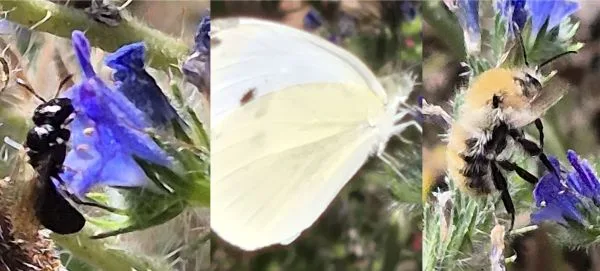 Drei Nahaufnahmen zeigen verschiedene Insekten auf blauen Natternkopfblüten. Links sitzt ein schwarz-weiß gemusterte Biene mit auffälligen Flügeln an einer Blüte, vermutlich aus der Gattung Ceratina. In der Mitte ist ein weißer Schmetterling, vermutlich ein Kleiner Kohlweißling (Pieris rapae), mit ausgebreiteten Flügeln zu sehen, der auf einer Blüte landet. Rechts befindet sich eine pelzige Hummel (vermutlich aus der Gattung Bombus) mit gelblich-weißer Behaarung auf einer weiteren Blüte. Die Blüten haben eine röhrenförmige Form und sind von feinen Härchen umgeben.