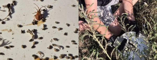 Links ist eine Nahaufnahme eines braunen Käfers, vermutlich eine Lederwanze (Coreus marginatus) auf einer weißen Oberfläche zu sehen, umgeben von zahlreichen kleinen, dunklen Samen des Natternkopfes. Rechts befindet sich eine Person mit hellen Shorts und schwarzen Handschuhen, die sich in knieender Haltung zwischen grünen, filigranen Natternkopfpflanzen befindet und ein weiße Tablett hält.