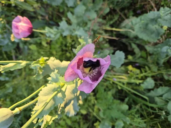 Im Vordergrund steht eine blassrosa Mohn Blüte mit dunklem Zentrum, deren Blütenblätter leicht gewellt sind. Die Blüte ist von grünen, gezackten Blättern und Stängeln umgeben. Im Hintergrund sind weitere Blüten und dichtes Blattwerk zu sehen, die von Sonnenlicht beleuchtet werden. In der Blüte sucht eine schwarze Holzbiene nach Nektar.