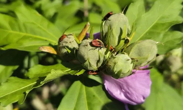 Mehrere grüne Knospen einer Hibiskus-Pflanze mit breiten, länglichen Blättern stehen im Mittelpunkt. Auf den Knospen sitzen auffällig rot-braune Insekten mit schwarzen Streifen. Im Hintergrund ist ein lilafarbenes Blütenblatt sichtbar.