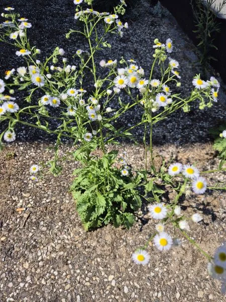 Das Bild zeigt eine blühende Berufskraut Pflanze mit vielen kleinen, weißen, gänseblümchenartigen Blüten mit gelber Mitte. Sie wächst auf einem kiesigen Boden in sonniger Umgebung.