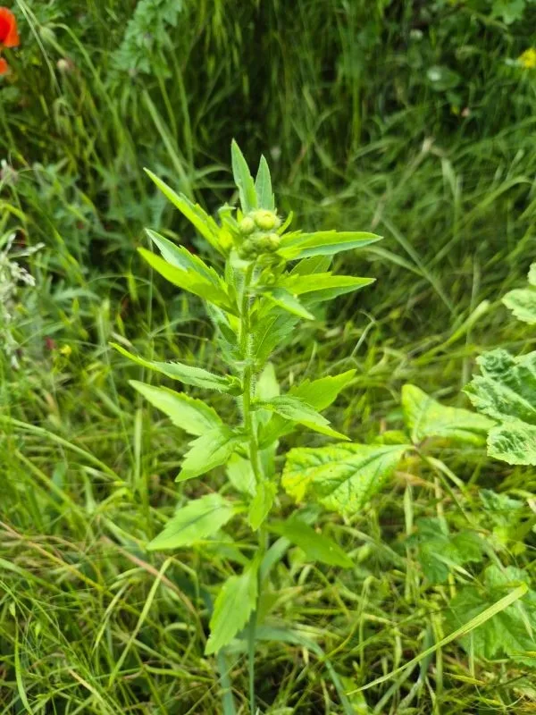Grüne Berufskraut Pflanze mit länglichen Blättern und kleinen Knospen in einer Wiese
