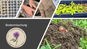 Mehrteilige Collage mit fünf rechteckigen Bildfeldern. Oben links sind kleine, runde Saatkugeln in Eierschachteln zu sehen. Daneben werden Hände gezeigt, die Erde in einer Schale vermengen. Rechts daneben liegt eine erdverschmierte Hand auf einer Oberfläche. Im rechten oberen Bildfeld wachsen junge, grüne Pflanzen in eine blauen Kasten. Unten rechts ist ein Erdhügel mit einer teilweise freigelegten Zwiebelpflanze zu sehen. Links unten befindet sich ein graues Feld mit dem Schriftzug 'Bodenmischung' und einem runden Logo, das eine lila Blüte und den Text 'Schotterschreck – Spaß an bunter Natur' zeigt.