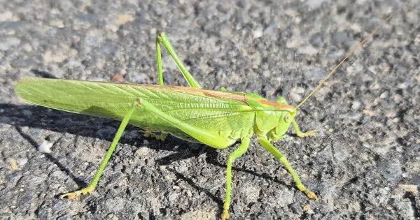Grüne Heuschrecke mit länglichem Körper und auffällig langen Hinterbeinen auf grauer, grobkörniger Asphaltfläche. Die Heuschrecke steht seitlich zur Kamera, die Flügel liegen eng am Körper an. Die Oberfläche des Asphalts ist deutlich strukturiert.