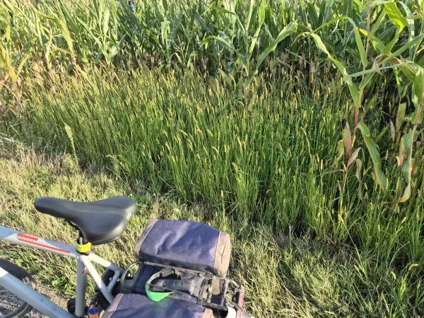 Ein Fahrrad mit dunkler Gepäcktasche steht am Rand eines Feldwegs. Im Hintergrund wächst eine dichte Reihe Hirsepflanzen mit schmalen, aufrechten Ähren. Rechts daneben sind hohe Maispflanzen mit breiten Blättern zu sehen. Das Sonnenlicht wirft lange Schatten auf das Gras.