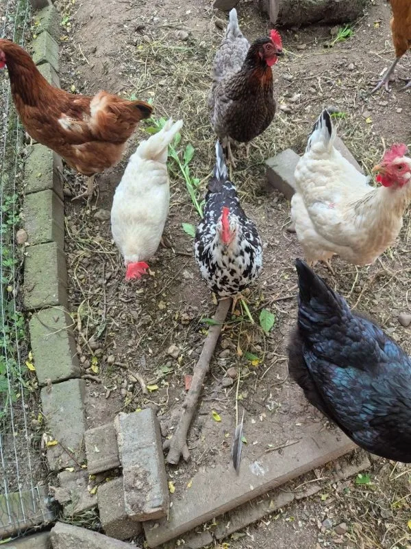 Fünf verschieden farbige Hühner in einem Gehege machen sich über das eben ausgerupfte Berufskraut her.