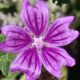 Alternativtext: Nahaufnahme einer kleinen Malvenblüte mit fünf violetten Blütenblättern und dunklen Adern