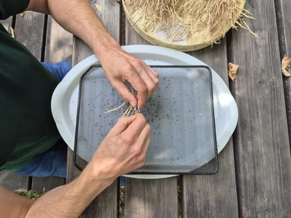 Zwei Hände halten mehrere trockene Pflanzenstängel über einem rechteckigen Sieb, das auf einem großen Tablett liegt. Auf dem Holztisch im Hintergrund befindet sich ein Bündel weiterer Stängel. Die Szene zeigt eine Tätigkeit im Freien.