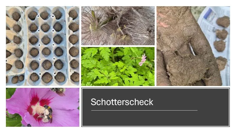 Mehrere rechteckige Bildausschnitte zeigen verschiedene Natur- und Pflanzenszenen. Links oben sind braune, erdige Saatkugeln in einer Eierkarton-Verpackung zu sehen. Rechts daneben befinden sich Pflanzensamen mit feinen Haaren. In der Mitte ist ein grünes Blatt mit gezacktem Rand und einer kleinen rosa Blüte abgebildet. Rechts unten hält eine vermatschte Hand eine erdige Kugel. Links unten ist eine große, pinkfarbene Blüte mit einem Insekt im Zentrum zu erkennen. Unter den Bildern steht der Text 'Schotterscheck' auf einem grauen Balken.