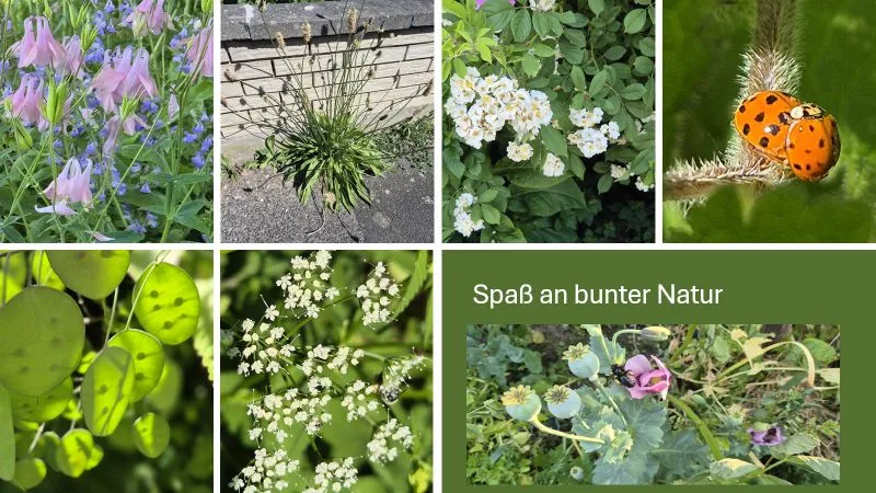Mehrere Farbfotografien zeigen verschiedene Pflanzen und Insekten. Die Motive sind in einem Raster angeordnet. In der rechten oberen Ecke sitzen zwei Marienkäfer auf einer behaarten Pflanze. Weitere Bilder zeigen blühende Akelei, eine Wegrich-Pflanze mit langen, schmalen Blättern vor einer Mauer, weiße Blütendolden, grüne Blätter mit runden Samenständen und eine Nahaufnahme von weißen Doldenblüten. Unten rechts steht auf grünem Hintergrund der Text: 'Spaß an bunter Natur'.