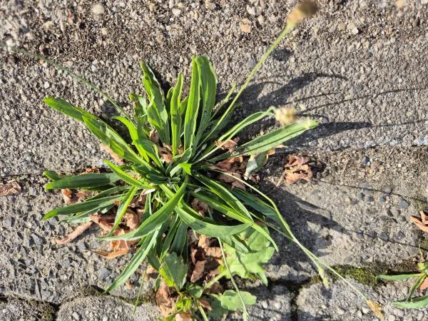 Grüne Spitzwegerichpflanze mit langen, schmalen Blättern wächst zwischen grauen Pflastersteinen. Einige braune, vertrocknete Blätter liegen um die Pflanze herum. Die Blätter sind parallel angeordnet und zeigen eine deutliche Mittelrippe. Zwei längliche Blütenstände ragen nach oben.