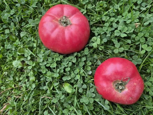 Zwei rote Tomaten liegen auf grünem Gras, das von zahlreichen Kleeblättern durchsetzt ist. Die Tomaten sind rund und weisen eine glatte Oberfläche mit leichten Unebenheiten auf. Der Stielansatz ist bei beiden Früchten sichtbar.