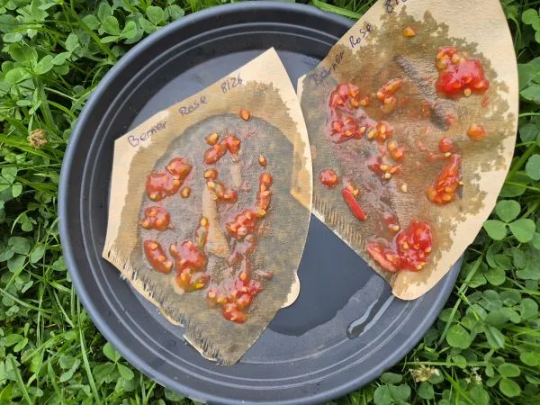 Zwei braune Papierstücke mit Tomatenresten und Kernen liegen auf einem runden schwarzen Tablett, das auf grünem Klee platziert ist. Die Tomatenstücke sind unterschiedlich verteilt und feucht. Auf jedem Papierstück steht handschriftlich Berner Rose und 08/2026.