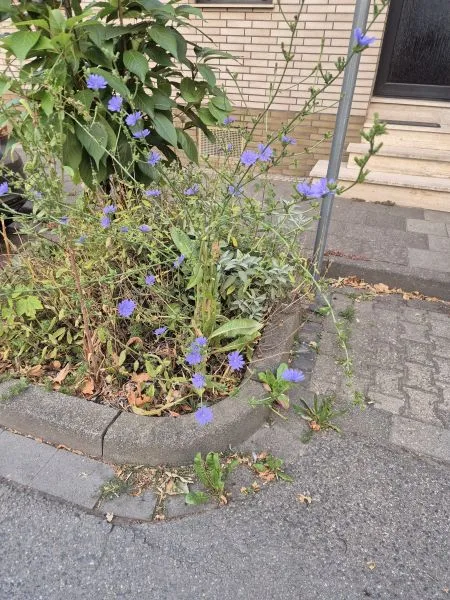 Auf dem Foto sieht man ein kleines Beet am Straßenrand mit verschiedenen Pflanzen und wild wachsendem Grün. Darin blühen mehrere leuchtend blaue Wegwarten, die das Bild farblich stark prägen.