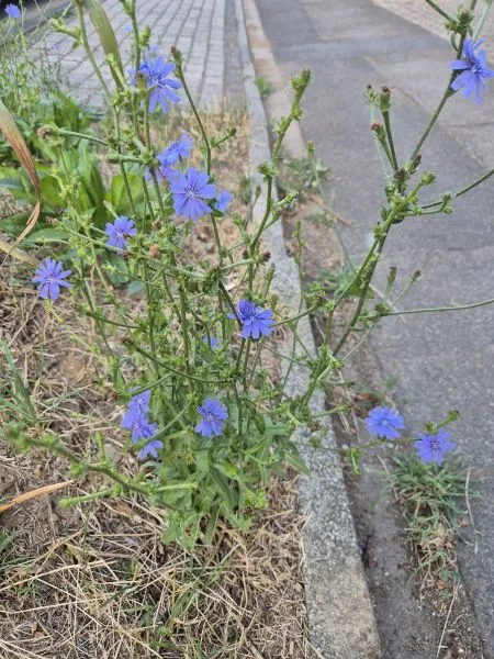 Auf dem Foto sieht man eine wild wachsende Wegwarten Pflanze mit vielen kleinen, leuchtend blauen Blüten am Rand einer Straße. Die Pflanze wächst zwischen trockenem Gras und direkt an einer Betonkante neben der Asphaltfläche.
