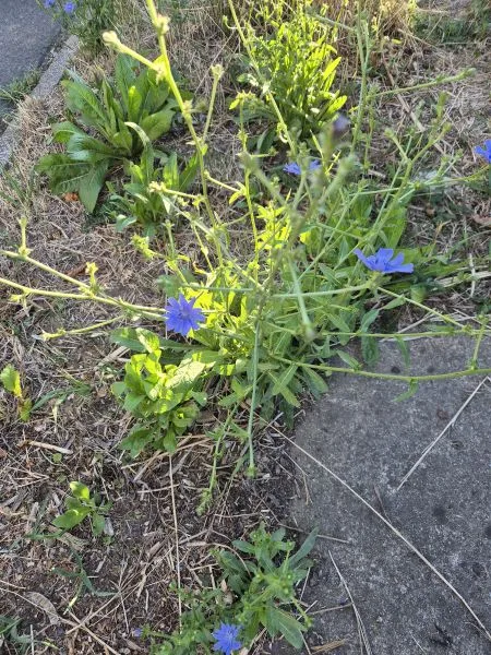 Mehrere Pflanzen mit schmalen, länglichen Blättern wachsen zwischen trockenem Gras und an einem Straßenrand. Einige Blüten sind leuchtend blau und sternförmig. Im Hintergrund sind weitere grüne Pflanzen und ein Stück Gehweg zu sehen.