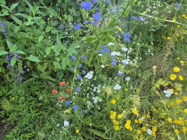 Verschiedene Wildblumen wachsen dicht nebeneinander. Die Blüten zeigen unterschiedliche Farben, darunter kräftiges Blau, leuchtendes Gelb, Weiß und Orange. Die Pflanzen stehen in einem natürlichen, leicht verwilderten Gartenbereich mit grünem Laub und Gräsern.