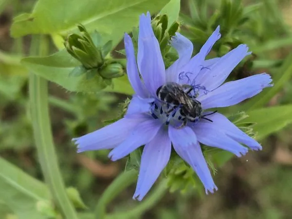 Eine hellblaue Wegwarten Blüte mit schmalen, spitzen Blütenblättern steht im Mittelpunkt. In der Mitte der Blüte sitzt ein dunkles Insekt mit sichtbaren Flügeln und Beinen. Im Hintergrund sind grüne Blätter und unscharfe Pflanzenstrukturen zu erkennen.
