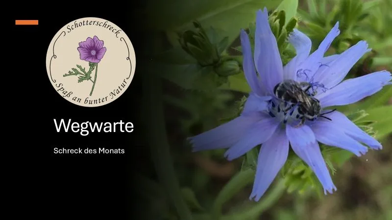 Auf der rechten Seite ist eine blaue Wegarten Blume dargestellt. Darauf sitzt eine Biene, die Nektar sammelt. Im linken Bereich ist eine Schrift "Wegwarte" und 'Schreck des Monats" in weißer Schrift auf schwarzem Grund abgebildet. Oben links ist in eimem runden Logo eine violette Malvenblüte mit grünen Blättern abgebildet. Die Blume ist von einem beigen, ovalen Hintergrund umgeben. Am oberen Rand steht in geschwungener Schrift 'Schotterschreck', am unteren Rand 'Spaß an bunter Natur'.