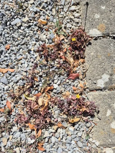 Im Vordergrund sind mehrere rosettenförmige, rötlich-braune Kleepflanzen zu sehen, die zwischen grauen Kieselsteinen wachsen. Einzelne gelbe Blüten heben sich von den Blättern ab. Rechts oben verläuft eine Kante aus grauen Betonplatten. Einige trockene Blätter liegen verstreut auf dem Kies.