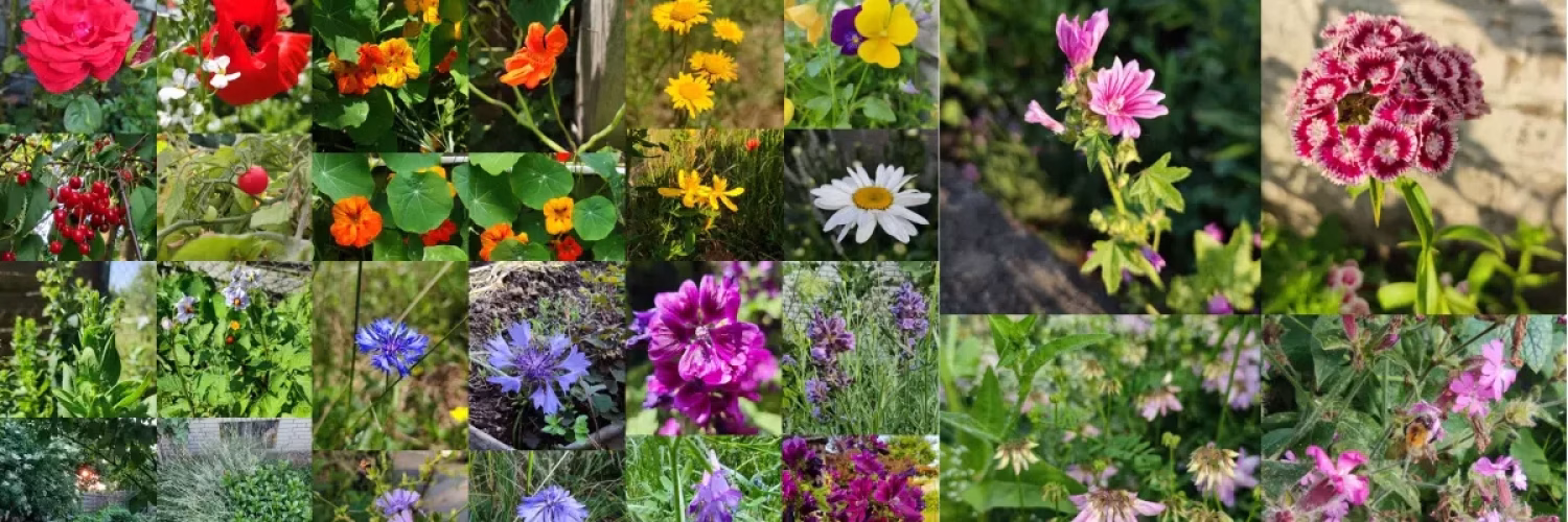 Eine bunte Blumenkollage mit den Primärfarben rot, orange, gelb, grün, blau, violett (lila), weiß und rosa.