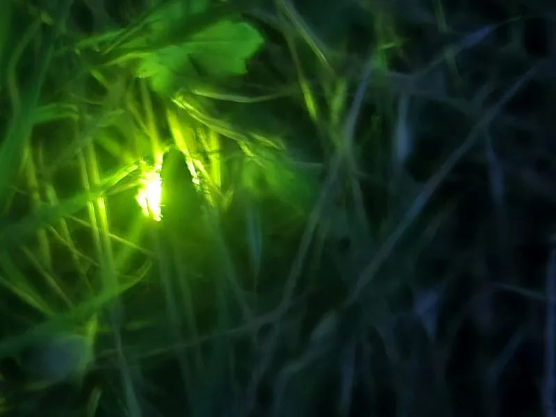 Zwischen Grashalmen leuchtet ein Glühwürmchen mit intensivem, grünlichem Licht. Die Umgebung ist dunkel, das Leuchten hebt das Insekt und einige Grashalme hervor.