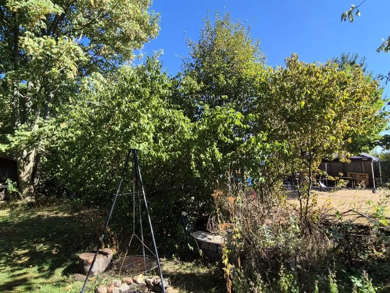 Im Vordergrund steht ein dicht belaubter Hartriegel Strauch mit hellgrünen Blättern, der von Sonnenlicht beschienen wird. Links daneben befindet sich ein dreibeiniges Metallgestell, das ein Grillrost hält. Im Hintergrund sind weitere Bäume und Sträucher zu sehen, dahinter ein Pavillion mit dunkler Plane und ein Bereich mit kurz gemähtem Rasen. Der Himmel ist wolkenlos und kräftig blau.