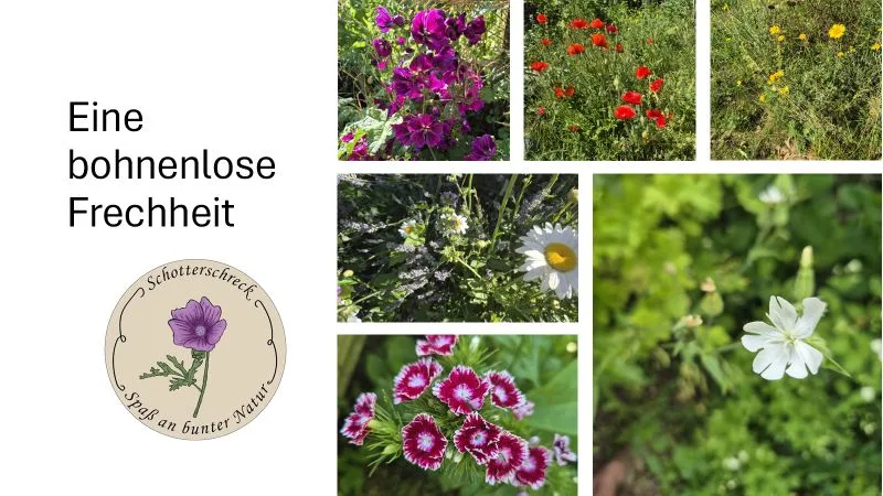 Links steht der Text 'Eine bohnenlose Frechheit'. Darunter befindet sich Logo mit einer violetten Malven Blüte. Sie hat fünf gewellte Blütenblätter und grüne, gezackte Blätter und ist mittig auf einem beigen Kreis gezeichnet. Die Illustration zeigt feine Linien und dezente Farbverläufe.. Rechts sind sechs Farbfotos von verschiedenen blühenden Gartenpflanzen angeordnet, darunter violette, rote, weiße und pinke Blüten vor grünem Hintergrund.