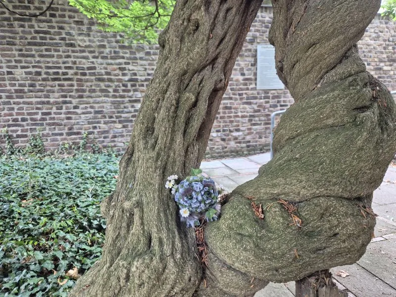 Im Vordergrund windet sich ein dicker, knorriger Baumstamm mit einer markanten Biegung. In der Vertiefung des Stamms steht eine Steintroll-Figur mit großen Augen. Aus den Steinporen wachen Blumen, Gras und Efeu. Im Hintergrund verläuft eine Mauer aus hellen, regelmäßig gesetzten Ziegelsteinen. Links unten bedeckt Efeu den Boden, rechts ist ein gepflasterter Weg zu sehen. Oben ragen grüne Blätter ins Bild.