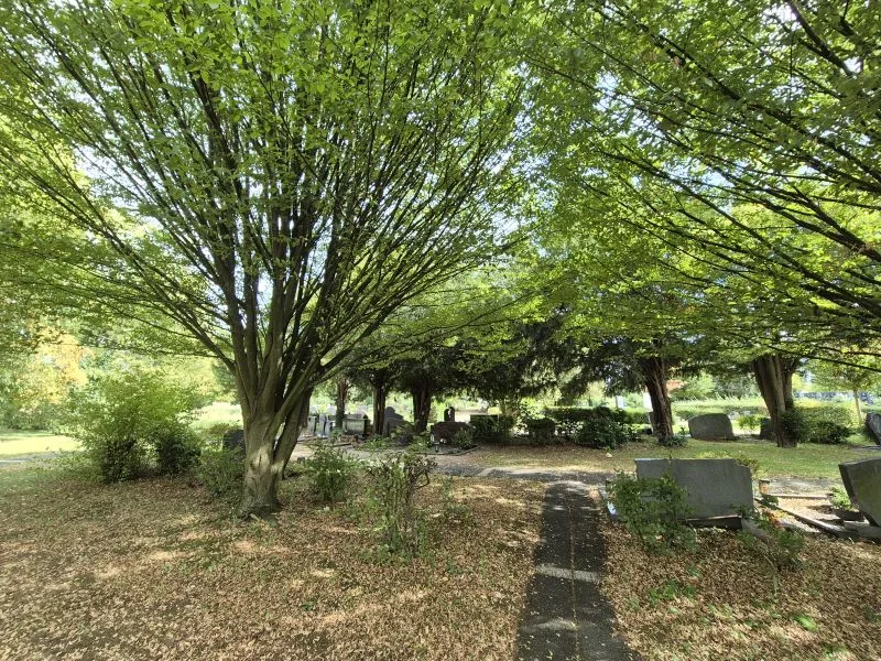 Ein schmaler, mit Laub bedeckter Weg führt durch eine parkähnliche Friedhofsanlage. Große, grün belaubte Bäume spenden Schatten und bilden ein dichtes Blätterdach. Am Rand des Weges stehen mehrere Grabsteine, teils von Sträuchern und Bodendeckern umgeben. Im Hintergrund sind weitere Grabmale und Bäume zu erkennen.