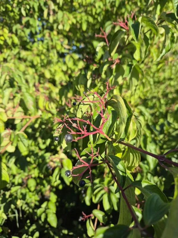 Im Vordergrund ragen mehrere rote, verzweigte Stängel mit wenigen kleinen, dunklen Hartriegel Beeren aus einem dichten Strauch mit länglichen, grünen Blättern. Im Hintergrund setzt sich das dichte Blattwerk fort, das von Sonnenlicht durchdrungen wird.