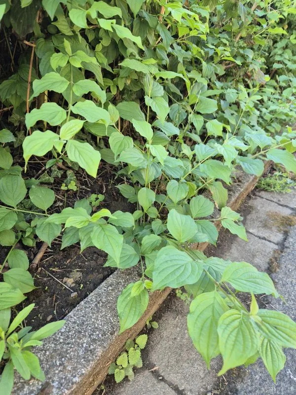 Grüne Blätter mit auffälligen, welligen Rändern wachsen dicht an einer niedrigen Hecke entlang. Die Hartriegel Pflanze steht am Rand eines gepflasterten Weges, der durch eine schmale Betonbegrenzung vom Beet getrennt ist. Die Blätter sind herzförmig und zeigen eine deutliche Mittelrippe.