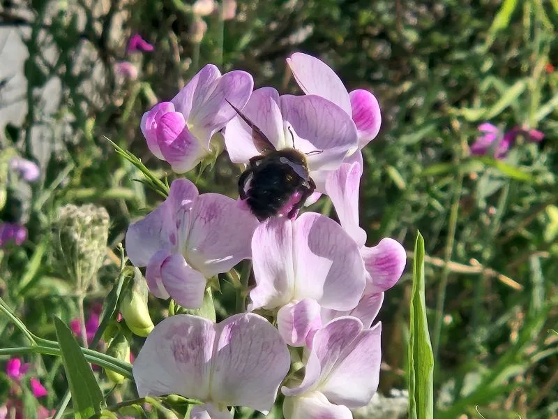 Im Mittelpunkt ist eine große, schwarze Holzbiene, die auf einer hellrosa Blüte einer Platterbse sitzt. Die Blütenblätter zeigen zarte Farbverläufe von Weiß zu Rosa und sind von grünen, schmalen Blättern umgeben. Im Hintergrund sind weitere Blüten und Pflanzen unscharf zu erkennen.