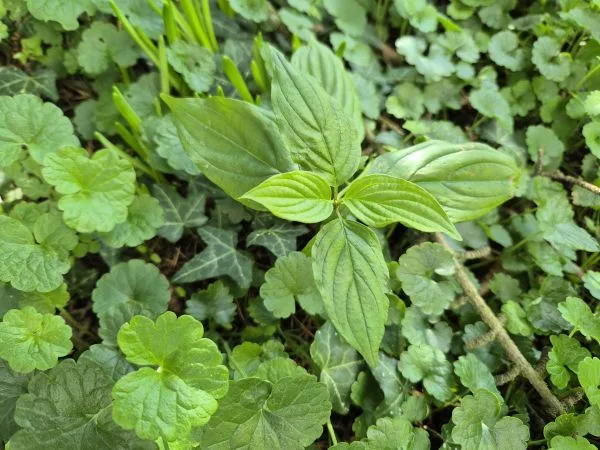 Auf dem Bild sieht man eine kleine grüne Hartriegel Pflanze in der Mitte, die deutlich aus einem Teppich aus anderen Bodendeckern herausragt. Die Pflanze hat: längliche, spitz zulaufende Blätter deutlich sichtbare Blattadern Um sie herum wachsen mehrere runde bis nierenförmige Blätter von Gundermann Pflanzen, außerdem ist auch etwas Efeu zu erkennen.