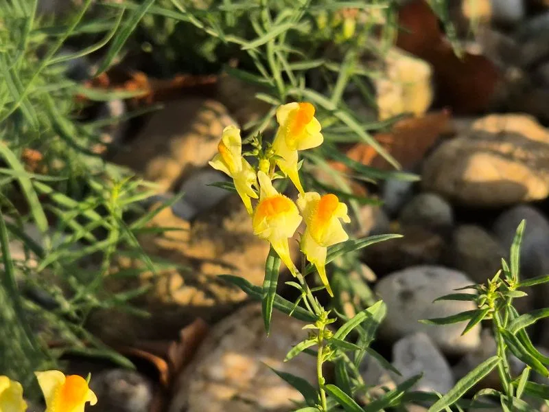 Im Mittelpunkt steht eine Leimkrautpflanze mit schmalen, lanzettlichen Blättern und mehreren gelben Blüten, deren Kronblätter nach außen hin orange gefärbt sind. Die Blüten sind röhrenförmig und stehen aufrecht. Im Hintergrund liegen helle, rundliche Kieselsteine und weitere grüne Pflanzenteile.