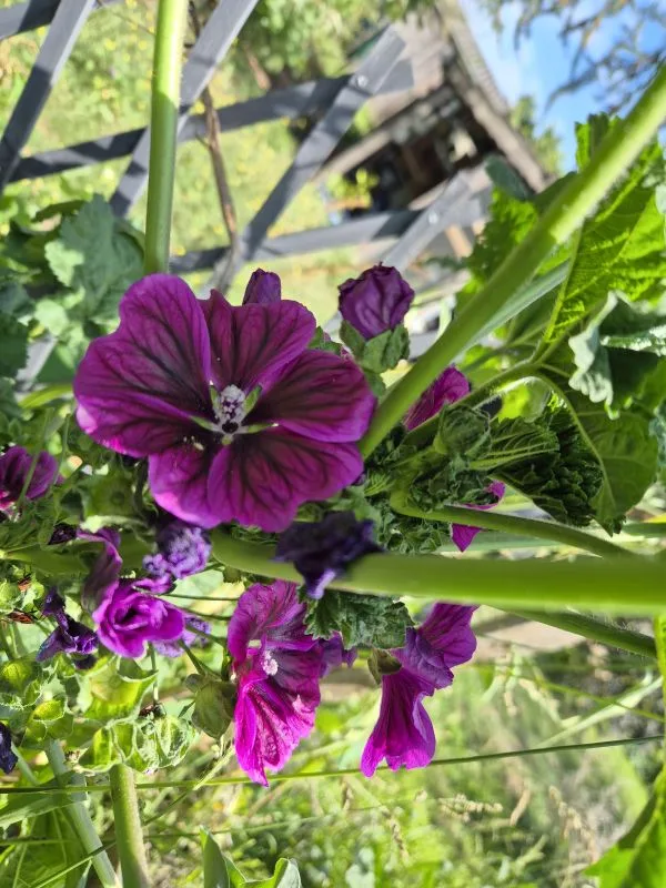 Im Vordergrund stehen mehrere violette Malvenblüten mit dunklerer Aderung und weißem Zentrum. Die Blüten sind von grünen, gezackten Blättern und kräftigen Stängeln umgeben. Im Hintergrund ist unscharf ein Holzzaun und ein hölzernes Gartenhaus zu erkennen, darüber blauer Himmel mit einzelnen Wolken.