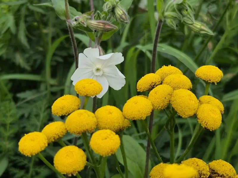 Im Vordergrund stehen zahlreiche gelbe Rainfarn Blütenköpfe mit kompakter, samtiger Oberfläche. Dahinter hebt sich eine einzelne weiße Nelken Blüte mit fünf abgerundeten Blütenblättern und einem sternförmigen Zentrum ab. Im Hintergrund sind grüne, schmale Blätter und weitere Pflanzenstängel zu sehen.