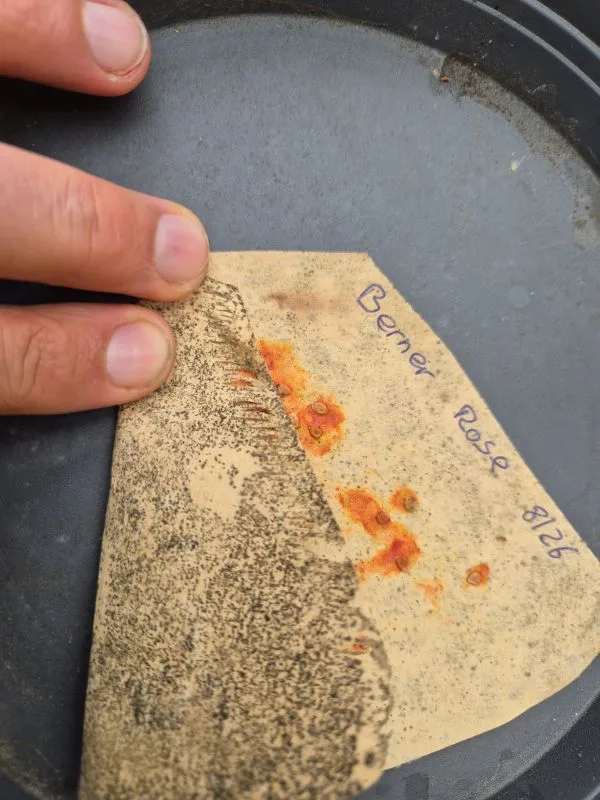 Eine Hand hebt ein Stück braunes Papier an, das auf einer dunklen, runden Oberfläche liegt. Auf dem Papier sind orangefarbene Flecken mit Tomatensamen und viele kleine schwarze Schimmel Partikel zu sehen. In blauer Schrift steht handschriftlich 'Berner Rose 8/26' auf dem Papier.
