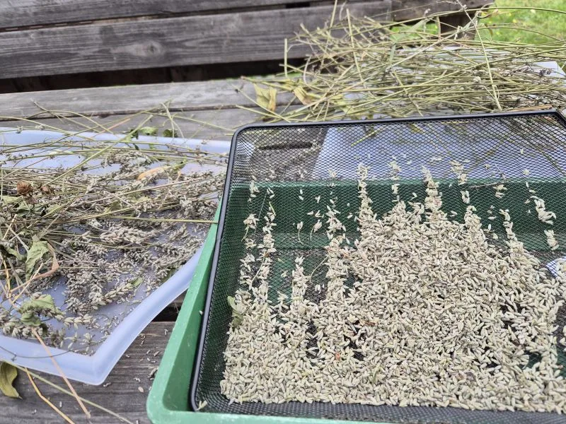 Auf einem Holztisch liegen getrocknete Pflanzenstängel und ein feinmaschiges Sieb, auf dem zahlreiche kleine, längliche Lavendel Samen gesammelt wurden. Die Szene zeigt einen Arbeitsschritt bei der Saatgutgewinnung im Freien. Im Hintergrund sind weitere Pflanzenteile und ein Tablett zu sehen.