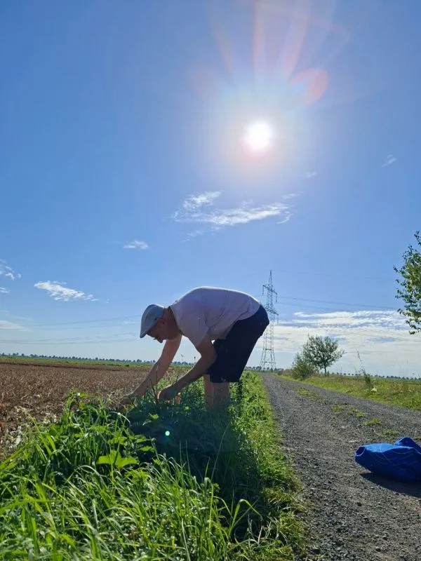 Eine Person mit hellem T-Shirt, dunkler Hose und heller Schirmmütze beugt sich am Rand eines Feldwegs über eine grünen Randstreifen und sammelt Blumensamen. Die Sonne steht hoch am Himmel und wirft einen starken Lichtschein. Im Hintergrund verlaufen Stromleitungen über ein weites, offenes Feld. Der Himmel ist klar und blau mit wenigen Wolken.