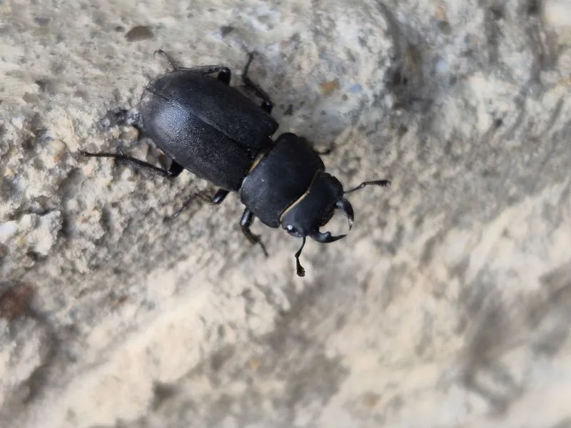 Ein dunkler Zwerghirschkäfer mit kräftigem Körper und auffälligen Mandibeln sitzt auf einer rauen, hellen Steinoberfläche. Die Struktur des Steins ist porös und unregelmäßig.
