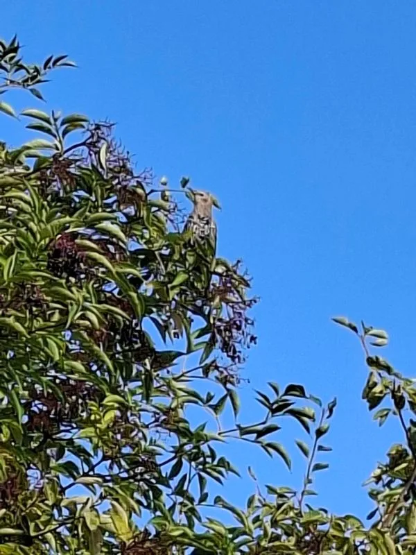 Das Bild zeigt eine Naturaufnahme mit Baumlaub eines Hartriegels vor blauem Himmel. Im oberen Bereich ist ein Star zu sehen, der Beeren frisst.