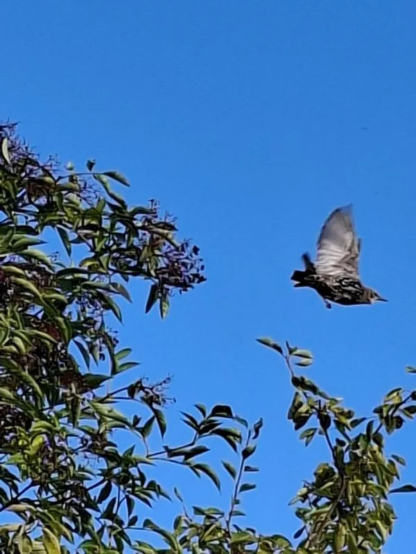Das Bild zeigt einen Moment in der Natur: Ein Star (Vogel) fliegt vor einem hellblauen Himmel, während Baumzweige den Bildrand rahmen.