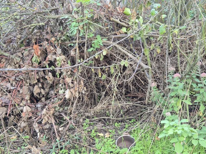 Im Vordergrund liegt eine dichte Schicht aus abgestorbenen Ästen und Zweigen, die zu einer Hecke aufgeschichtet wurden. Dazwischen wachsen grüne Pflanzen und einige Blätter sind braun und vertrocknet. Am unteren Bildrand steht eine kleiner Topf auf dem Boden.