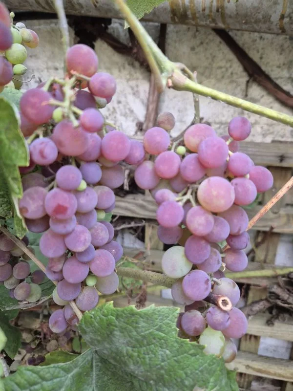Das Bild zeigt Trauben an einer Rebe im Garten. Die Beeren sind größtenteils rötlich-violett bis rosafarben.